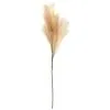 B&M Pampas Stem - Natural 1 B&M Pampas Stem - Natural -Furniture shop 372800 pampas stem natural