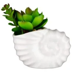 B&M Scandi Shore Small Shell Succulent -Furniture shop 380110 small shell succulent