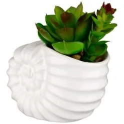 B&M Scandi Shore Small Shell Succulent -Furniture shop 380110 small shell succulent 3