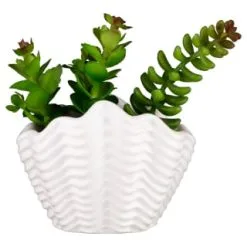 B&M Scandi Shore Small Shell Succulent -Furniture shop 380110 small shell succulent 7