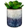 B&M Scandi Shore Succulent -Furniture shop 380125 scandi succulent
