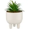 B&M Scandi Shore Succulent In White Pot 1 B&M Scandi Shore Succulent In White Pot -Furniture shop 380696 succulent in white pot