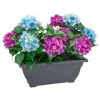 Bloom Basic Window Box - Hydrangea -Furniture shop 392827 basic window box hydrangea