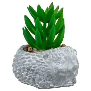 Bloom Mini Animal Succulent - Hedgehog 3 Bloom Mini Animal Succulent - Hedgehog