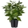 Bloom Basic Plant 1 Bloom Basic Plant -Furniture shop 392860 basic plant