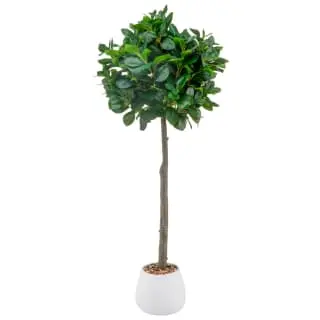 Bloom Premium Bay Tree 3 Bloom Premium Bay Tree