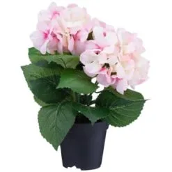 Bloom Hydrangea In Pot - Pink